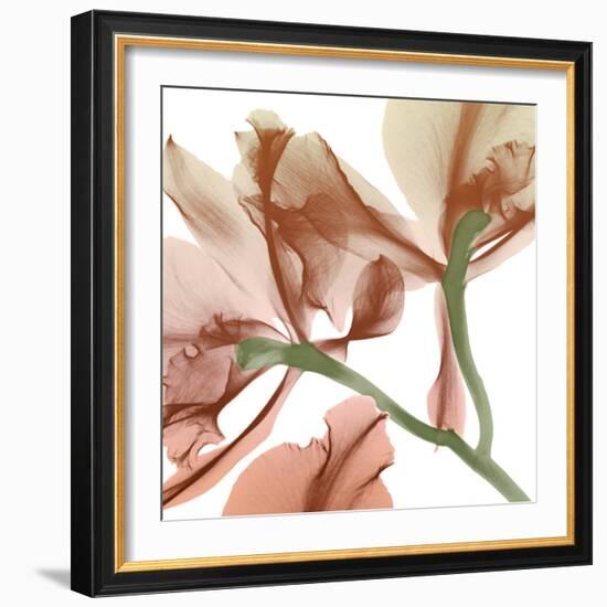 Peach Luster Cyclamen 2-Albert Koetsier-Framed Photographic Print