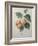 Peach Nancy-Pierre-Joseph Redoute-Framed Art Print