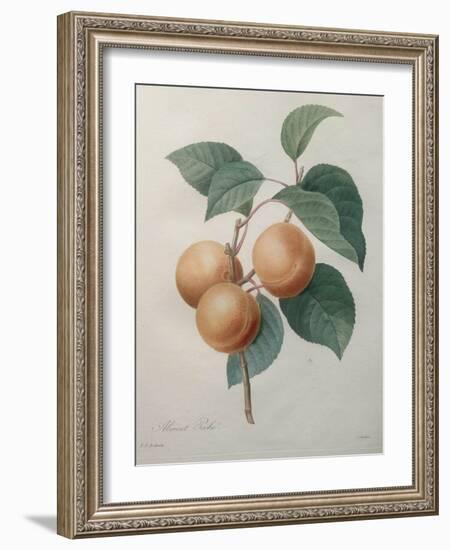 Peach Nancy-Pierre-Joseph Redoute-Framed Art Print