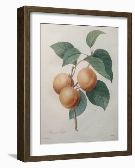 Peach Nancy-Pierre-Joseph Redoute-Framed Art Print