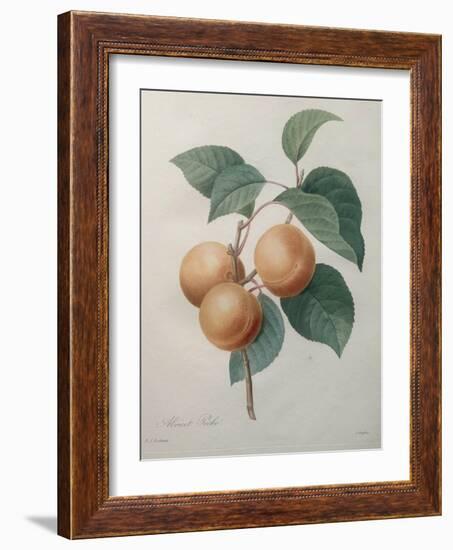 Peach Nancy-Pierre-Joseph Redoute-Framed Art Print