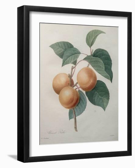 Peach Nancy-Pierre-Joseph Redoute-Framed Art Print