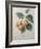 Peach Nancy-Pierre-Joseph Redoute-Framed Art Print