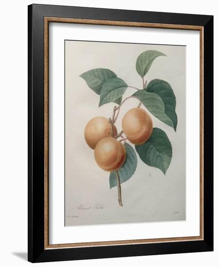 Peach Nancy-Pierre-Joseph Redoute-Framed Art Print