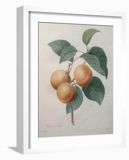 Peach Nancy-Pierre-Joseph Redoute-Framed Art Print