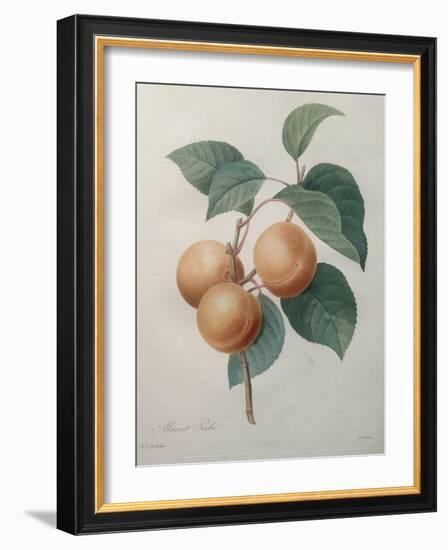 Peach Nancy-Pierre-Joseph Redoute-Framed Art Print