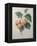 Peach Nancy-Pierre-Joseph Redoute-Framed Stretched Canvas