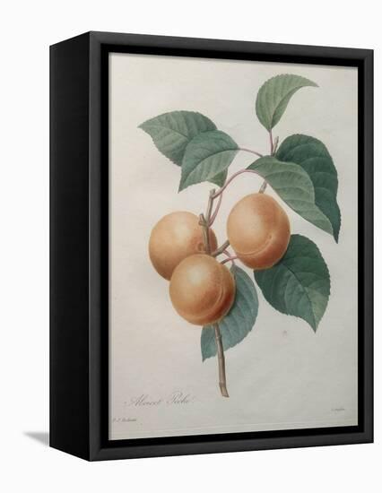 Peach Nancy-Pierre-Joseph Redoute-Framed Stretched Canvas