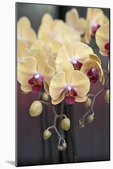 Peach Orchid Blooms-Anna Miller-Mounted Photographic Print