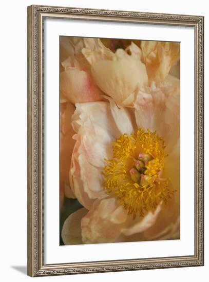 Peach Peonies I-Karyn Millet-Framed Photographic Print