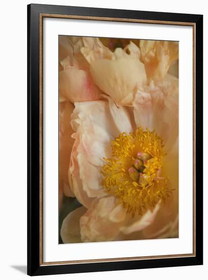 Peach Peonies I-Karyn Millet-Framed Photographic Print