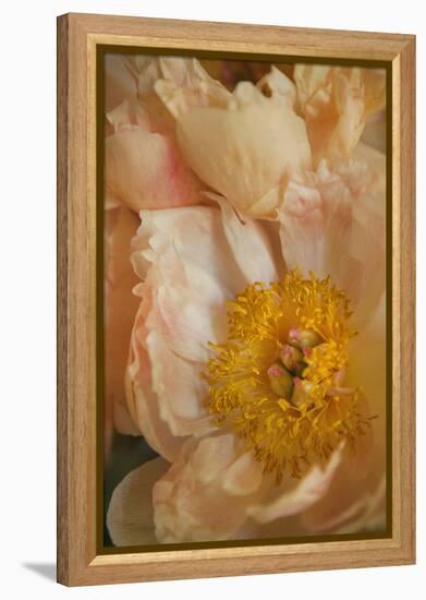 Peach Peonies I-Karyn Millet-Framed Premier Image Canvas