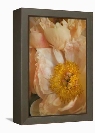 Peach Peonies I-Karyn Millet-Framed Premier Image Canvas