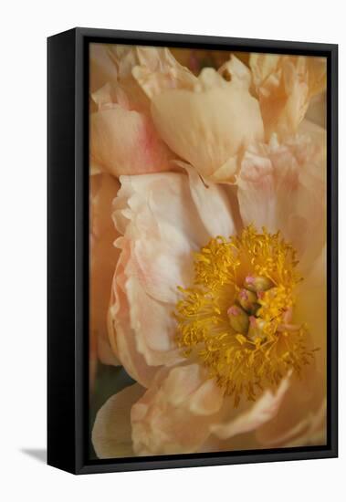 Peach Peonies I-Karyn Millet-Framed Premier Image Canvas