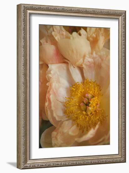 Peach Peonies I-Karyn Millet-Framed Photographic Print