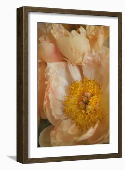 Peach Peonies I-Karyn Millet-Framed Photographic Print
