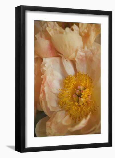 Peach Peonies I-Karyn Millet-Framed Photographic Print