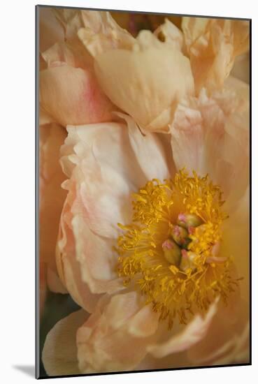 Peach Peonies I-Karyn Millet-Mounted Photographic Print