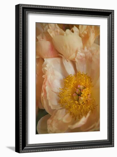 Peach Peonies I-Karyn Millet-Framed Photographic Print