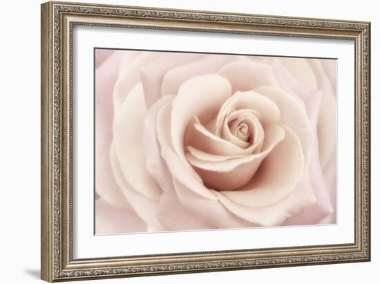 Peach Pink Rose-Cora Niele-Framed Photographic Print