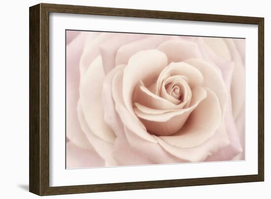 Peach Pink Rose-Cora Niele-Framed Photographic Print