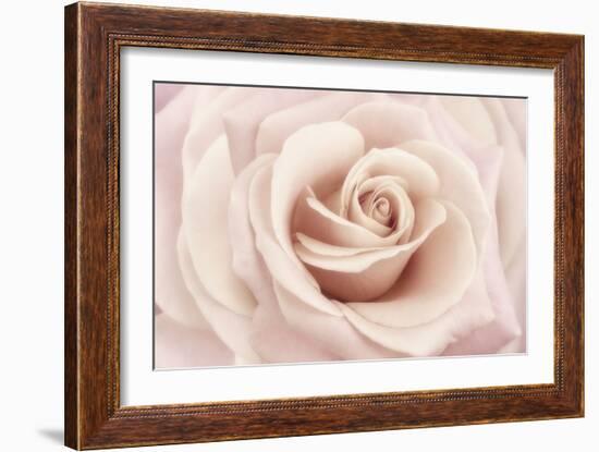 Peach Pink Rose-Cora Niele-Framed Photographic Print