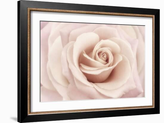 Peach Pink Rose-Cora Niele-Framed Photographic Print