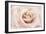 Peach Pink Rose-Cora Niele-Framed Photographic Print