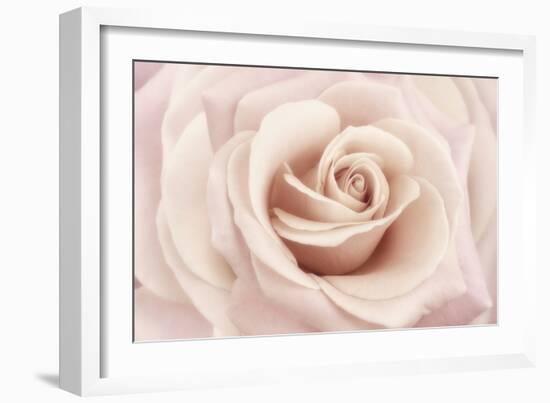 Peach Pink Rose-Cora Niele-Framed Photographic Print