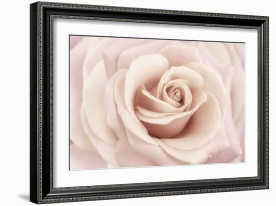 Peach Pink Rose-Cora Niele-Framed Photographic Print