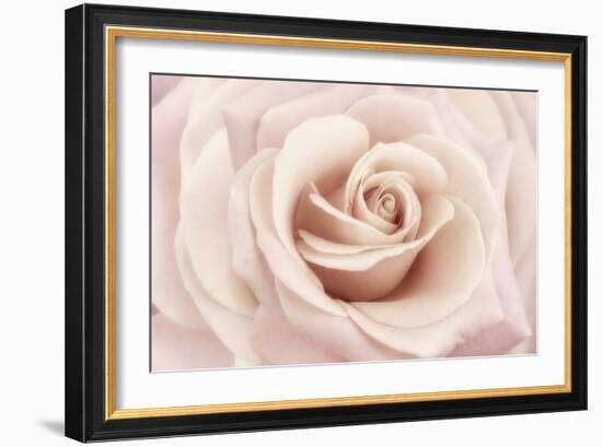 Peach Pink Rose-Cora Niele-Framed Photographic Print