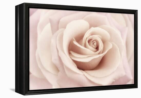 Peach Pink Rose-Cora Niele-Framed Premier Image Canvas