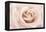 Peach Pink Rose-Cora Niele-Framed Premier Image Canvas