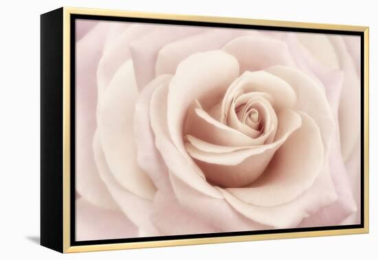 Peach Pink Rose-Cora Niele-Framed Premier Image Canvas