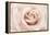 Peach Pink Rose-Cora Niele-Framed Premier Image Canvas