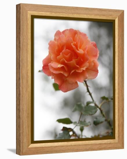Peach Rose-Nicole Katano-Framed Stretched Canvas