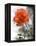 Peach Rose-Nicole Katano-Framed Stretched Canvas