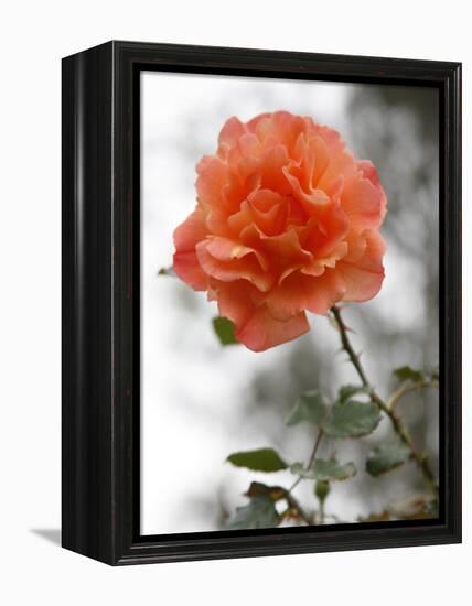 Peach Rose-Nicole Katano-Framed Stretched Canvas