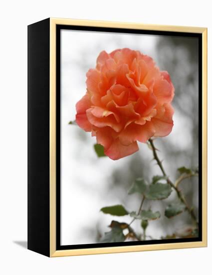 Peach Rose-Nicole Katano-Framed Stretched Canvas