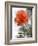 Peach Rose-Nicole Katano-Framed Photo