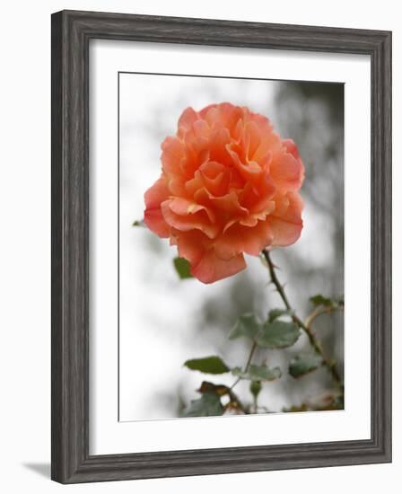 Peach Rose-Nicole Katano-Framed Photo