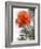 Peach Rose-Nicole Katano-Framed Photo