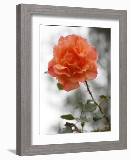 Peach Rose-Nicole Katano-Framed Photo