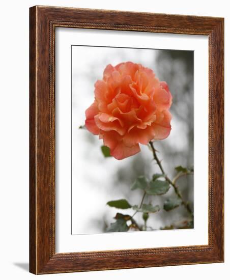 Peach Rose-Nicole Katano-Framed Photo