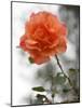 Peach Rose-Nicole Katano-Mounted Photo