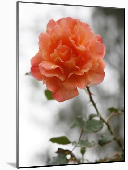 Peach Rose-Nicole Katano-Mounted Photo