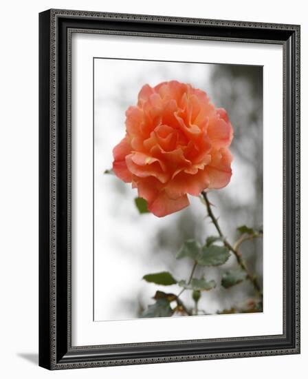 Peach Rose-Nicole Katano-Framed Photo