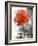 Peach Rose-Nicole Katano-Framed Photo