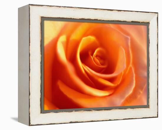 Peach Rose-David Papazian-Framed Premier Image Canvas