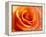 Peach Rose-David Papazian-Framed Premier Image Canvas